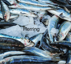 HERRING