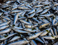 Alternative view of HERRING