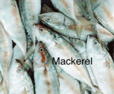 MACKEREL