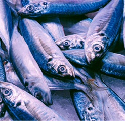 Alternative view of MACKEREL