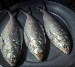 Alternative view of CÁ THU