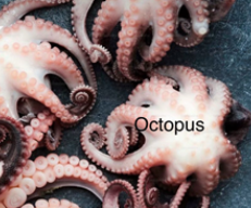 OCTOPUS