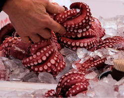Alternative view of OCTOPUS