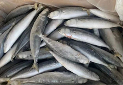 Alternative view of ROUND SCAD