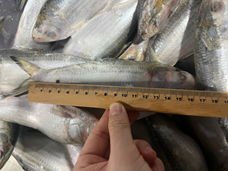 Alternative view of SARDINES