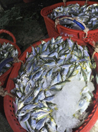 Alternative view of CÁC LOẠI HẢI SẢN KHÁC